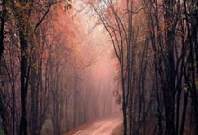 差一点！多库突入禁区内横传门前，特罗萨德倒地铲射稍稍偏出球门.